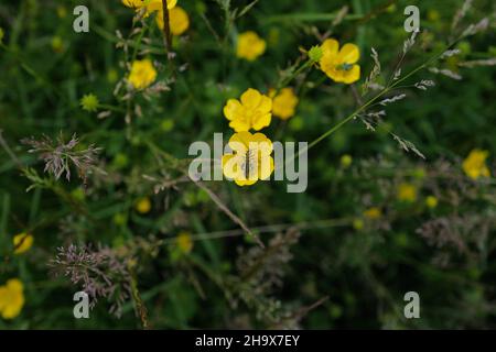 Macro meadow life with bright yellow buttercups, purple grasses and a striking thick-legged flower beetle (Oedemera nobilis) Stock Photo