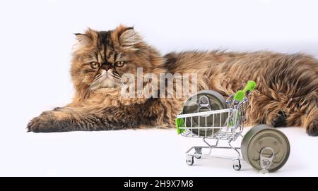 Persian cat posing dry in beautiful style on white background. Cute domestic animal. Nature background. Fashion fur. Purebred cat. Fluffy kitten. Kitt Stock Photo