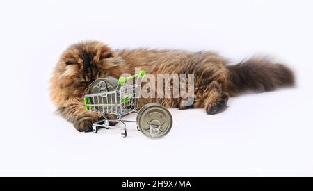 Persian cat posing dry in beautiful style on white background. Cute domestic animal. Nature background. Fashion fur. Purebred cat. Fluffy kitten. Kitt Stock Photo