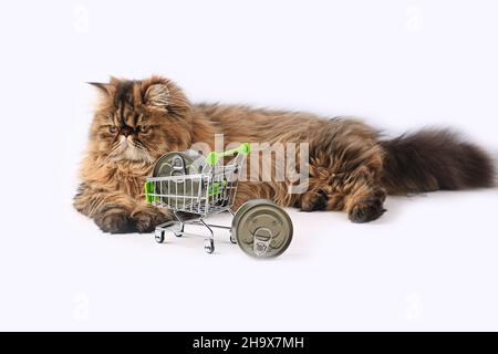 Persian cat posing dry in beautiful style on white background. Cute domestic animal. Nature background. Fashion fur. Purebred cat. Fluffy kitten. Kitt Stock Photo