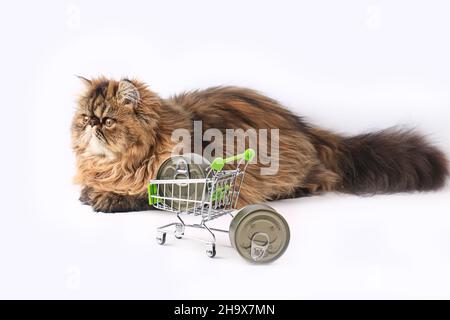 Persian cat posing dry in beautiful style on white background. Cute domestic animal. Nature background. Fashion fur. Purebred cat. Fluffy kitten. Kitt Stock Photo