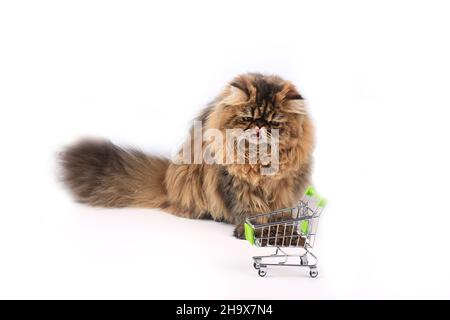 Persian cat posing dry in beautiful style on white background. Cute domestic animal. Nature background. Fashion fur. Purebred cat. Fluffy kitten. Kitt Stock Photo