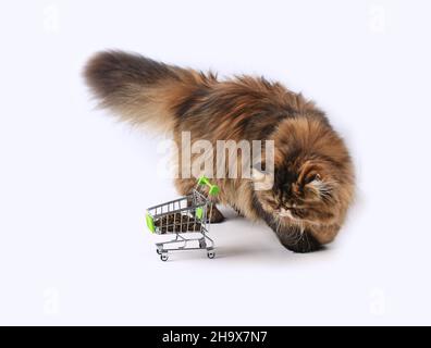 Persian cat posing dry in beautiful style on white background. Cute domestic animal. Nature background. Fashion fur. Purebred cat. Fluffy kitten. Kitt Stock Photo