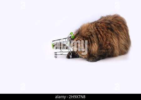 Persian cat posing dry in beautiful style on white background. Cute domestic animal. Nature background. Fashion fur. Purebred cat. Fluffy kitten. Kitt Stock Photo