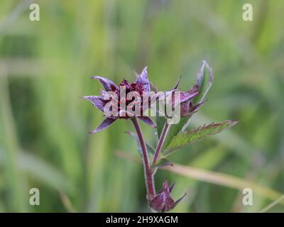 Dark red flower of marsh cinquefoil, Potentilla palustris in Nature reserve Samokovska reka in National park Kopaonik in Serbia Stock Photo