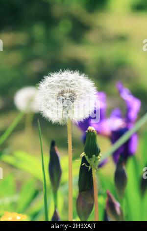dry dandelion in the garden Stock Photo