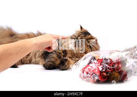 cat looks at the finger of the female hand isolated on white background. Persian breed Stock Photo