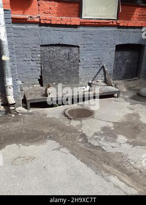 Lying on the asphalt near the wall of an old brick city house are two stray cats, tabby and spotted. Stock Photo