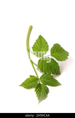 Green branch with leaves isolated on white background. raspberry branch Stock Photo