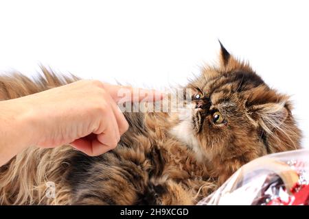 cat looks at the finger of the female hand isolated on white background. Persian breed Stock Photo