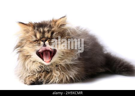 kitten yawning isolated on white background. Persian breed of of cat Stock Photo