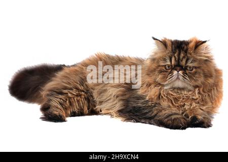 persian cat isolated on white background Stock Photo