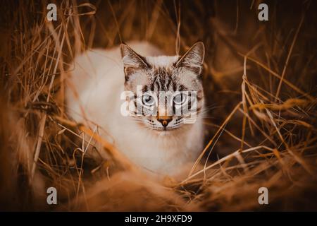 Cute tabby cat hid among the dry ears of hay and grass on a bright autumn day. Nature and a pet. Cat hunting from hiding. Stock Photo