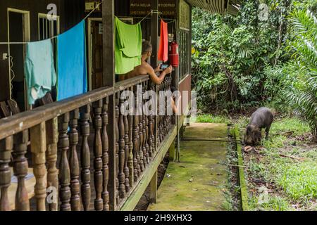 BAKO, MALAYSIA - MARCH 5, 2018: Tourists are taking photo of Bornean bearded pig (Sus barbatus) in Bako national park on Borneo island, Malaysia Stock Photo