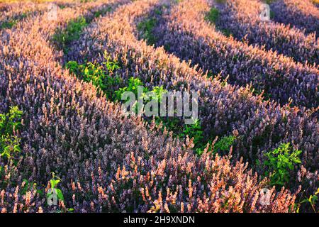 beautiful scenery of Mesona(Chinese Mesona) flowers,many purple with white flowers blooming in the field at a sunny day Stock Photo