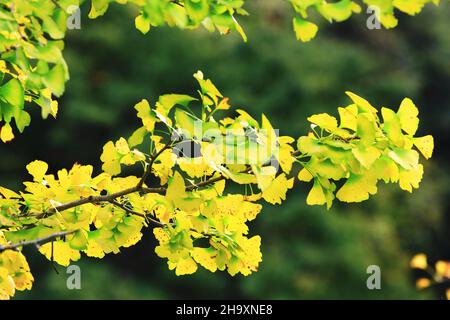 autumn colorful leaves of Ginkgo(Maidenhair) Tree,close-up of yellow with green leaves growing on the branches at autumn Stock Photo