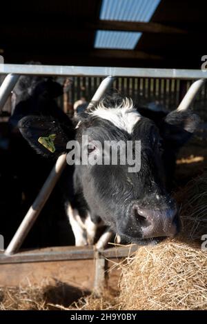Holstein Dairy Heifer at the feeding barrier on a farm in England, United Kingdom Stock Photo