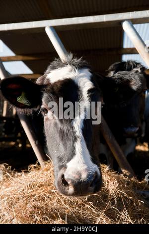 Holstein Dairy Heifer at the feeding barrier on a farm in England, United Kingdom Stock Photo