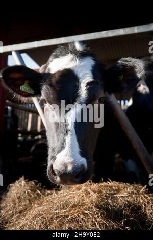 Holstein Dairy Heifer at the feeding barrier on a farm in England, United Kingdom Stock Photo