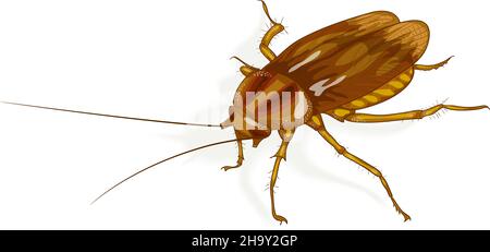 Cockroach. Vector illustration. Stock Vector