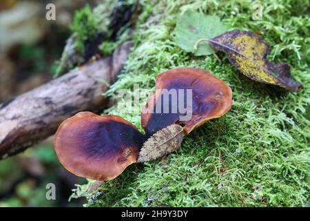 Royoporus badius, also called Polyporus badius, commonly known as black-footed polypore or black-leg, wild fungus from Finland Stock Photo