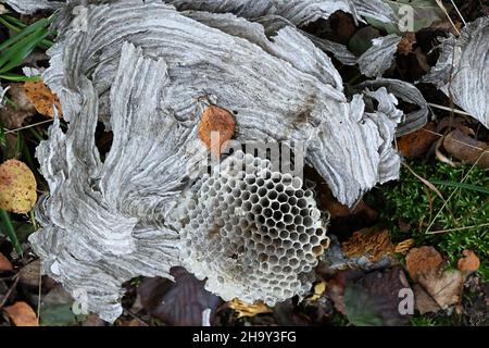 Hexagonal structure of wasp nest made of cellulose Stock Photo - Alamy
