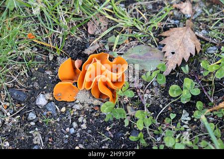 Aleuria aurantia, known as the orange peel cup fungus, wild mushroom from Finland Stock Photo