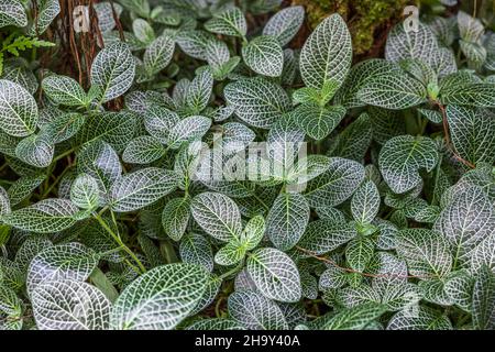 Close up top view of evergreen perennial Fittonia albivenis silver tropical flower. Stock Photo