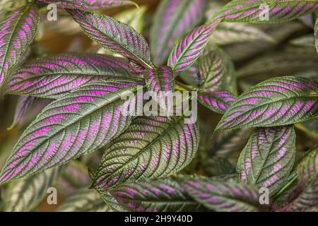 Beautiful  top view of Strobilanthes auriculatus dyeriana Persian shield tropical flower. Stock Photo