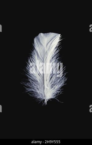 White floating feather isolated on a black background. Stock Photo