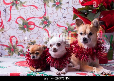 chihuahua posing with a christmas background Stock Photo