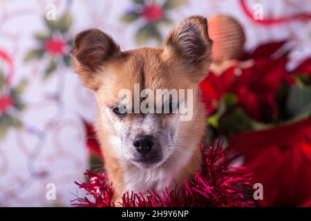 chihuahua posing with a christmas background Stock Photo