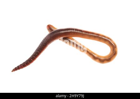 earthworm, worm, garden, white, background, animal, beneficial insect, space, optional, isolated, brown, intestine, live, livestock, animals, garden a Stock Photo