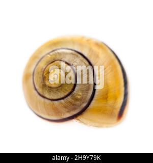 Snail, shell, lines, spiral, pattern, circles, background, meditation, white, travel, relocation, empty, animal, slime, lonely, symbol, symbolic, side Stock Photo