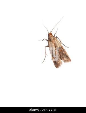 Motte, food moth, food, pests, near, white, house, stock Motte, background, dried fruit, house moths, damage, alone, thin, clean, get rid of, color, w Stock Photo