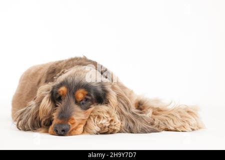 Cockerspaniel, seitlich, Hund, müde, Tier, schlafend, liegend, lieb, Haustier, Cocker Spaniel, schauen, schaut, nach, oben, hinauf, liegen, braun, kle Stock Photo