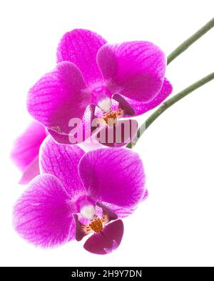 Orchid, phalaenopsis, purple, white, pink, flower, white, white, background, isolated, detail, details isolated, close, macro shot, front, kind, beaut Stock Photo