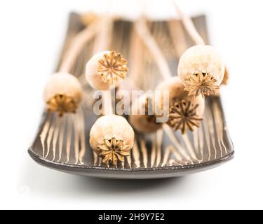 Poppy, many, wood, background, meditation, Nahe, shell, white, spa, flower arrangement, relaxation, white, white, dried, dry, dried, nice, round, seed Stock Photo