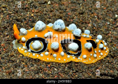 Augenfleck-Warzenschnecke, ocellated wart slug, Phyllidia ocellata, Tulamben, Bali Stock Photo