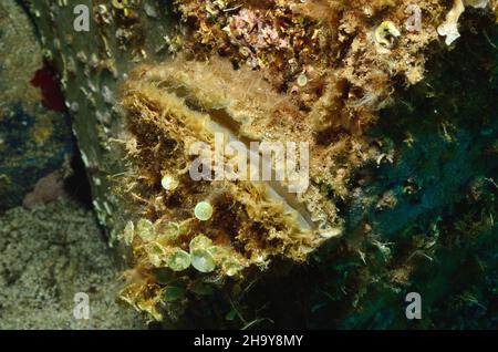 Ostrea edulis, Europäische Auster, European flat oyster, Weichtier des Jahres 2013 Stock Photo