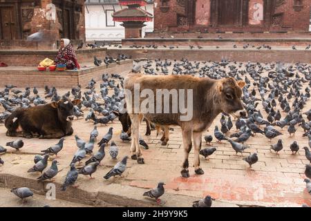 Young cows and a flock of pigeons in front of the Jagannath Temple in Durbar Square, Kathamandu, Nepal. Stock Photo