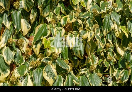 Close up of variegated persian ivy (hedera colchica denata variegata) growing on a wall in the garden in autumn England UK United Kingdom GB Britain Stock Photo