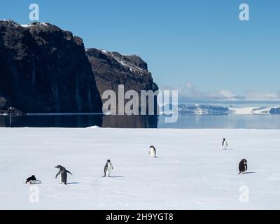 Adelie Penguin, Pygoscelis adeliae, and Gentoo Penguin, Pygoscelis papua, on the fast ice of Duse Bay, Weddell sea, Antarctic Peninsula, Antarctica Stock Photo