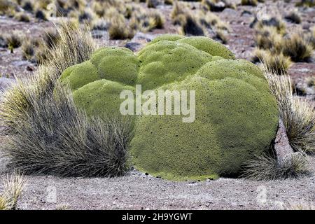 Close-up shot of a green Yareta in the highland in the northern part of Chile Stock Photo