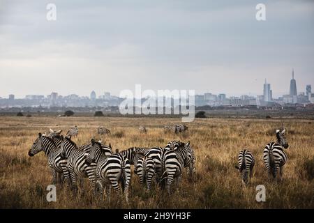 Group of zebras looking at the city skyline - Nairobi National Park, Kenya Stock Photo