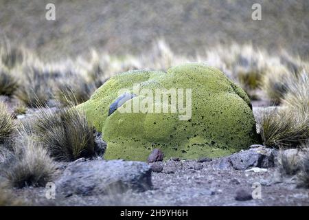 Close-up shot of a green Yareta in the highland in the northern part of Chile Stock Photo
