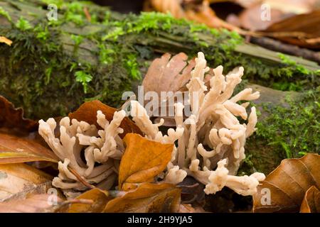 White Coral fungus (Clavulina coralloides also known as Clavulina cristata) in the leaf litter of a beech woodland at Goblin Combe, North Somerset, England. Stock Photo