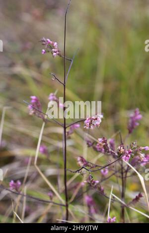 Odontites vulgaris, Odontites serotina, Orobanchaceae. Wild plant, shot in the fall. Stock Photo