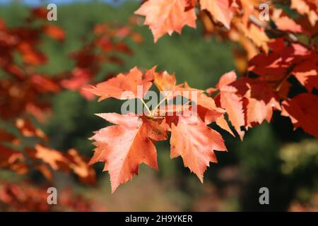 Sorbus torminalis, Wild Service Tree, Rosaceae. Wild plant, shot in the fall. Stock Photo