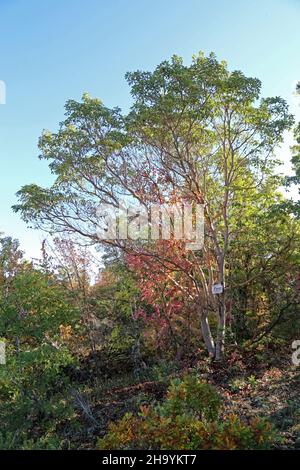 Arbutus andrachne, Cyprus Stawberry Tree, Ericaceae. Wild plant, shot in the fall. Stock Photo